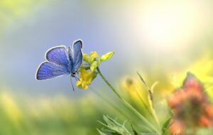 mazarine-blue-butterfly-Erik karits Pixabay 6400060_1920
