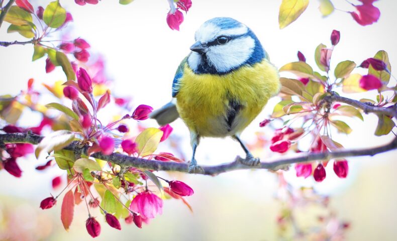 spring-bird-jill Wellington Pixabay 2295434_1920